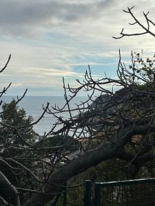 a tree with no leaves on it next to the ocean at Casa del sasso in Bergeggi