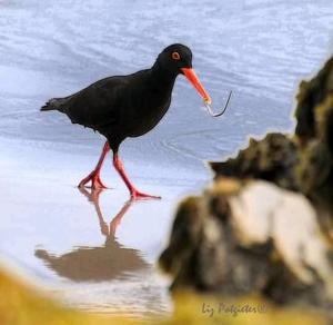 Gallery image of Anchor's Rest in Hermanus