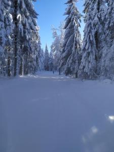 a snowy forest with snow covered trees and snow covered ground at chambre double in Gérardmer