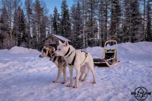 Old Pine Husky Lodge v zimě