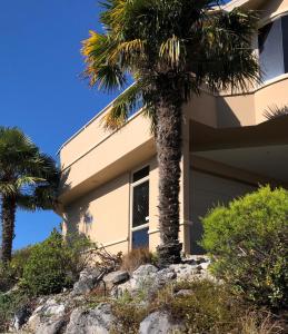 a palm tree in front of a house at Citrus Grove in Nelson