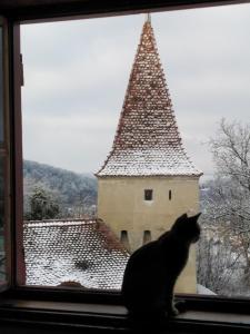 Animales en el apartamento o alrededores