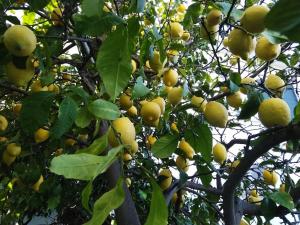 un montón de limones amarillos creciendo en un árbol en Akadimia Luxury Apartment, en Mytilini