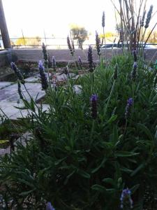 a bunch of purple flowers in a garden at Akadimia Luxury Apartment in Mytilini