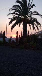 a palm tree with the sunset in the background at Casa Lela II in Fuencaliente de la Palma