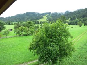 un campo verde con un albero in primo piano di Ferienwohnungen Marchanger a Niederau