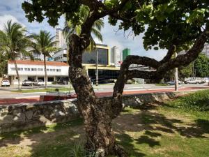 un arbre dans un parc avec une rue et des bâtiments dans l'établissement Flat Praia do Cabo Branco - Casados para sempre!, à João Pessoa