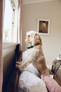 um cão sentado numa cama olhando para fora de uma janela em Historic Clyde cottage guest house em Clyde