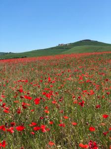 a field of red poppies in a green field at Agriturismo Poggio Tobruk in Pienza