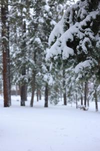 een groep bomen met sneeuw erop bij Cabin in the National Forest near Brian Head, Bryce Canyon and Zion in Duck Creek Village