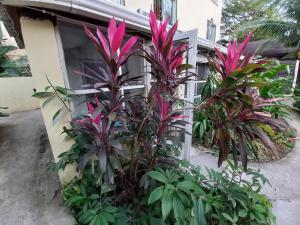 Giardino di Roatan Backpackers' Hostel