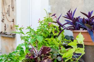 a group of plants in front of a window at Apartment Caceris in Dubrovnik