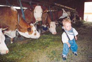 ein kleines Kind steht vor Kühen in der Unterkunft Wofahanslhof in Eschlkam