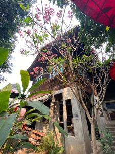 a small house with a tree in front of it at Baan Hanibah in Chiang Mai