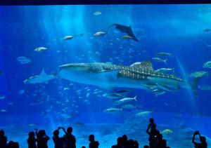uma multidão de pessoas a ver um tubarão-baleia num aquário em Royal View Hotel Churaumi em Motobu
