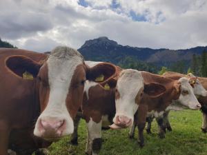 Altri animali domestici presso l'appartamento o nei dintorni