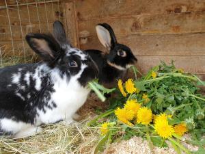 Altri animali domestici presso l'appartamento o nei dintorni