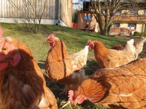Altri animali domestici presso l'appartamento o nei dintorni