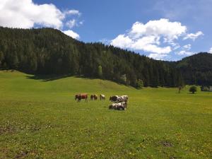 Paesaggio naturale nelle vicinanze dell'appartamento