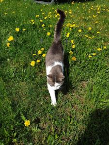 Ospiti di Bauernhof Moar con animali domestici