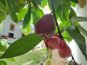 A garden outside Griya Asih