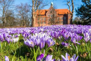 a field of purple flowers in front of a building at Ferienwohnung Aneta in Flensburg