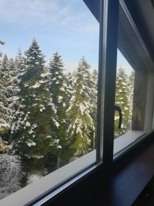 Borovets Forest view (A56) during the winter