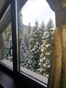 Borovets Forest view (A56) during the winter
