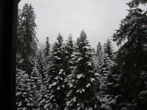 Borovets Forest view (A56) during the winter