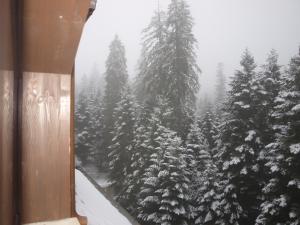 Borovets Forest view (A56) during the winter