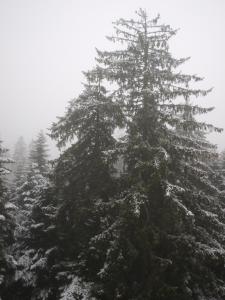 Borovets Forest view (A56) during the winter