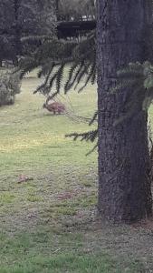 un cerf se posant dans l'herbe à côté d'un arbre dans l'établissement Hotel de Campo Posada la Esperanza, à Río Cuarto