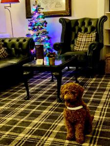 a teddy bear sitting in a living room with a christmas tree at Bridge of Cally Hotel in Blairgowrie