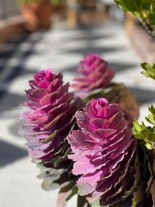 uma linha de flores cor-de-rosa sobre uma mesa em Chardonnay Lodge em Napa