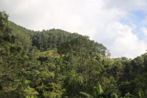 ein von Bäumen bedeckter Hügel in einem Wald in der Unterkunft Misty Mount Resort in Ella