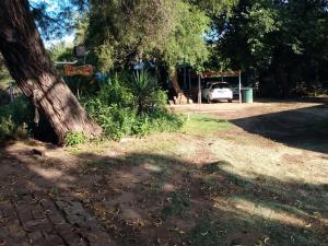 ein Baum in einem Park mit einem Auto im Hintergrund in der Unterkunft Catamarca Hospedaje Star in San Isidro