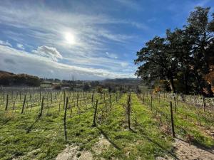 a field of vines with the sun in the sky at Casa de Pelicas - Celorico de Basto in Celorico de Basto