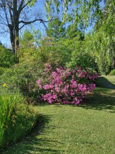 a bush with pink flowers in a park at Momentos del Espera in Tigre