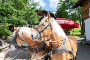 um cavalo está amarrado a uma cerca em Hotel Tödiblick em Braunwald