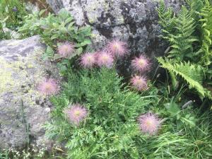 Aed väljaspool majutusasutust Distel