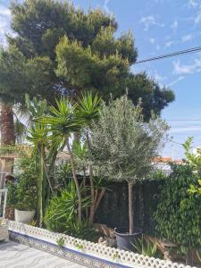 un gruppo di alberi e piante in un cantiere di Apartamento totalmente equipado con jardín y WiFi Santa Pola Gran Alacant a Gran Alacant