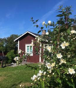 una casa roja con flores blancas delante en Citymökki en Kristiinankaupunki