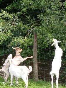 Zvieratá na farme alebo blízkom okolí