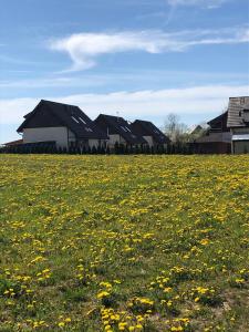 a field of yellow flowers in a field with houses at Domek Polny czar in Pogorzelica