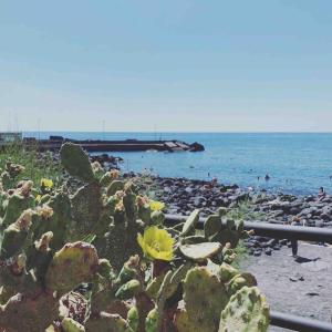 a group of cacti on a beach with the ocean at Tabula House - 4 ELEMENTS in Catania