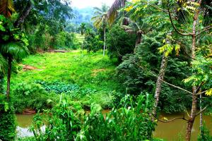 صورة لـ Rainforest River Bay في دينيايا