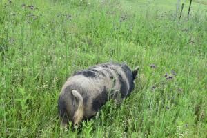 um cão parado num campo de relva alta em Happy Pig Farm em Stanthorpe