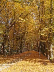 un camino de tierra con árboles y hojas en el suelo en Zabola Estate - Transylvania, en Zăbala