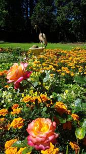 a bird standing in a field of flowers at His Vessel Guesthouse Clarens FS in Clarens