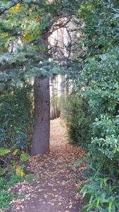 a tree in the middle of a trail at His Vessel Guesthouse Clarens FS in Clarens